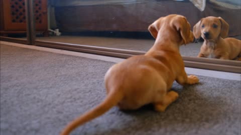 Puppy fighting with mirror