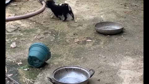 The incredible fight between dogs and snakes