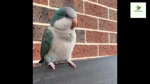 Parrot funny video