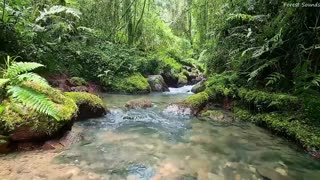 Calming mountain stream sound, peaceful birds chirping in the Amazon forest