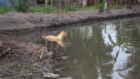 Watch a dog swimming in the lake