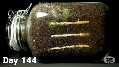 CIGARETTE IN SOIL - 1 YEAR Time Lapse [8K]