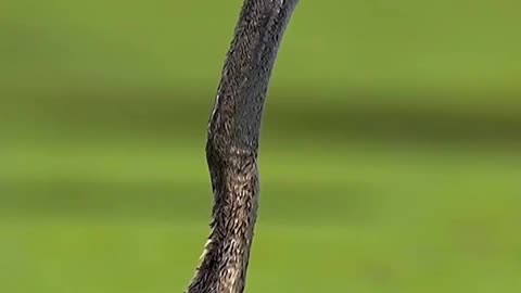 The Oriental Darter catches a fish, throws it up and gobbles it down
