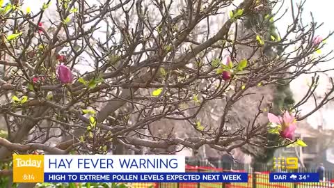 Hay fever warning as weather heats up across Australia _ 9 News Australia