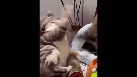 New Funny Animals 😂 Funniest Cats and Dogs Videos 😺🐶 (1)