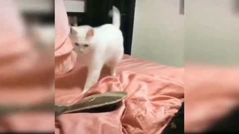 cat funny 😂😂dance