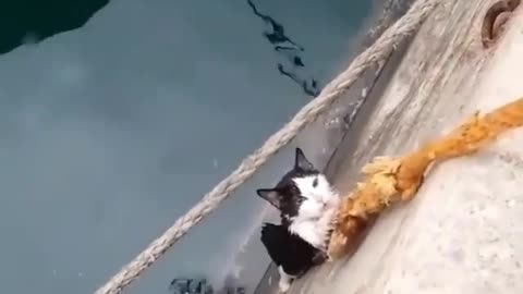 Save a drowning cat