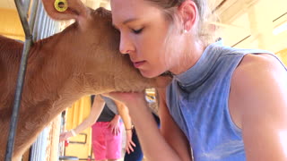 Cow wants love from human