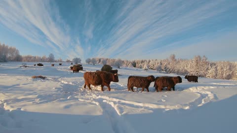 Scottish Highland Cattle In Finland Beautiful winter day with cows