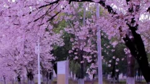 The cherry blossoms are still falling at a rate of five centimeters per second and
