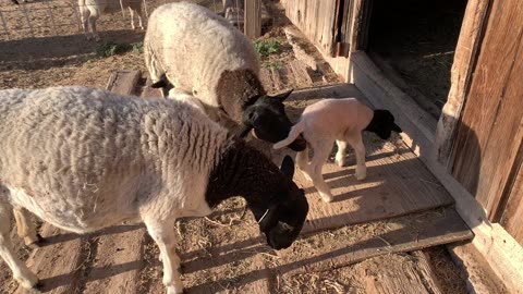 New Dorper Lambs!