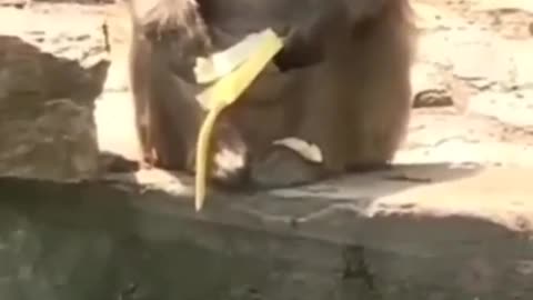 unlucky monkey