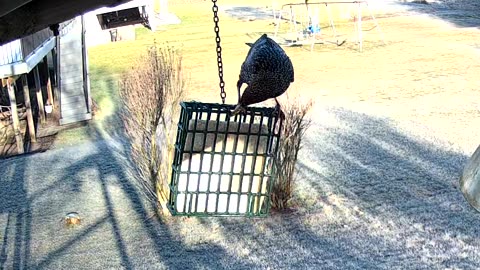 European Starling Nonbreeding adult immature