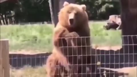 These Funny Animals Videos Will Make Your Day