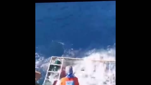 Great White Shark attacks Diver in Cage !!