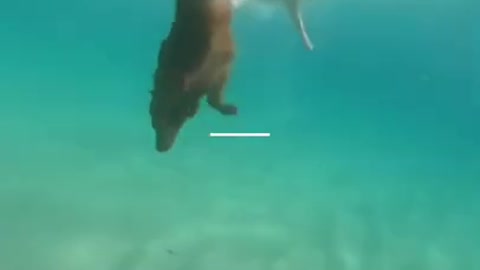 Cute golden retriever swim