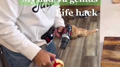 Some peachy kitchen hacks from Puff! #thatlittlepuff #catsoftiktok