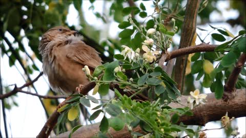 Closeup of a Bird