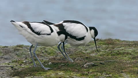 The Avocet: Close Up HD Footage (Recurvirostra avosetta)