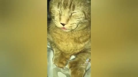 HOUR FUNNY CATS COMPILATION 2022😂_ Funny and Cute Cat Videos😸 ! - 178