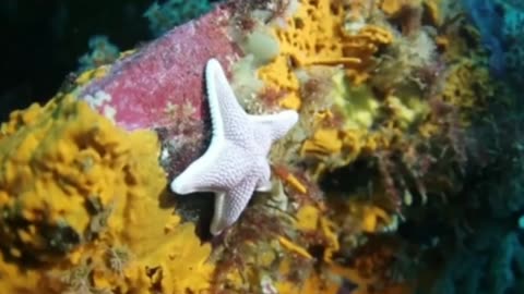 The wildlife creature nature of Science diving man capture different Star fish 🐠🐟 activities