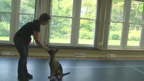 How to Train a Dog to "Sit" (K9-1.com)