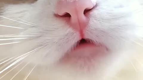 Funny and beautiful cat