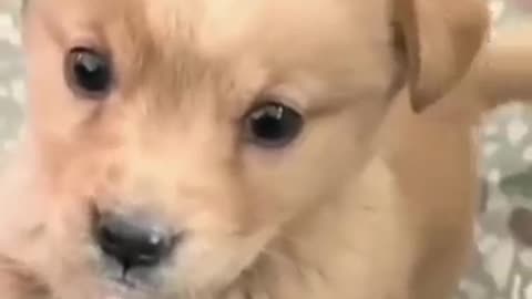 Baby dog crying