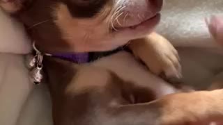 Chihuahua Acting Tough