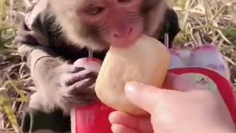 cute baby monkey lifestyle #short