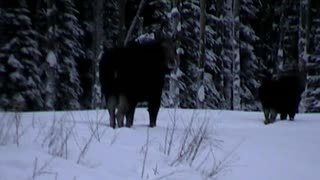 Two moose and brownie pup on trapline