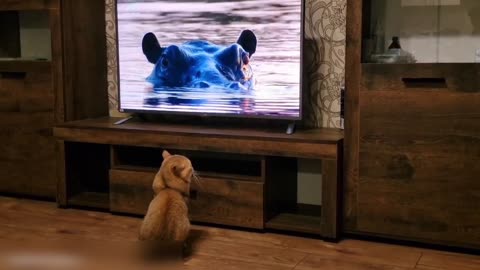 Cat William is watching TV🐈🐈🐈 #teddykittens #cute #kittens #Pikachu