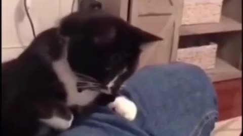 😂Funny cat video😂