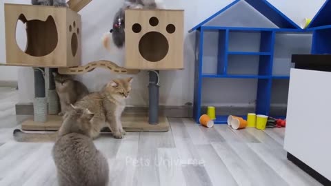 funny dog and cats