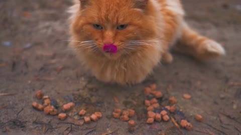 A Street Red Cat Eating Food