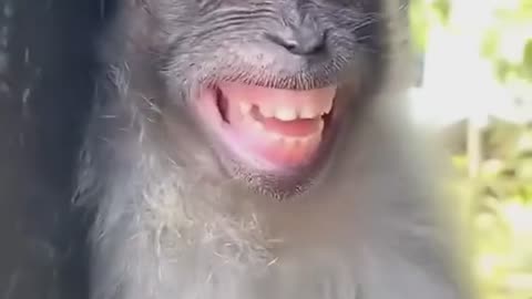 Monkey laugh funny