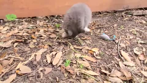 Fluff Ball got stuck under the fence