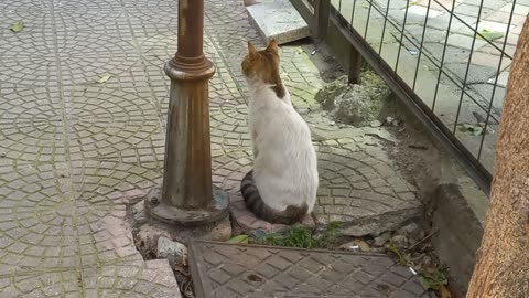 Beautiful white cat