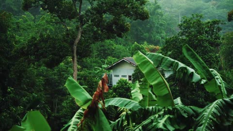 beautiful rain raining scenery & Nature vedio