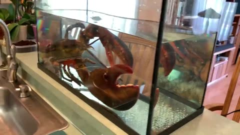 BUYING LIVE PET 15lb LOBSTER ONLINE! MASSIVE