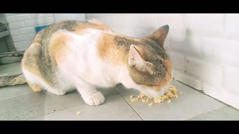 MY LITTLE CAT, HAVING FOOD