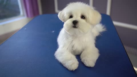 Amazing puppy grooming