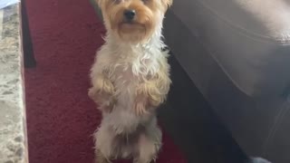 Yorkie Stands on Two Legs to Get Food
