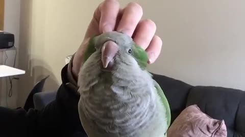 My parrot morning scritches