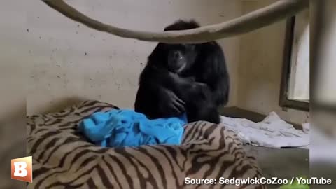 Watch Moment Mama Chimpanzee Is Reunited with Baby After 48-Hour Separation