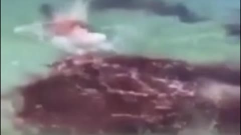 Mass of Black Goo Chasing Shark?