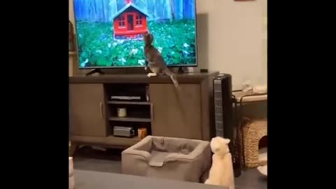 Cat video