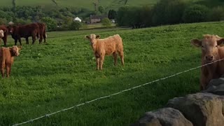 Cows looking at me like i ordered a steak😂😂