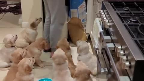 Hilarious hungry golden retriever babies