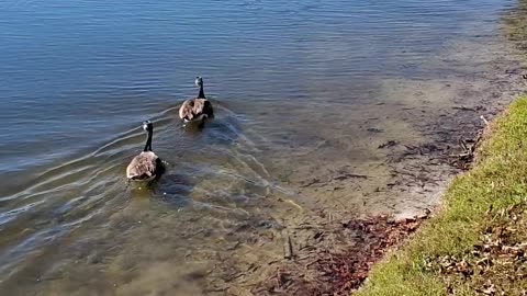 Breakfast time with the Ducks